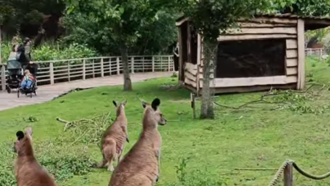 Pairi Daiza 4 Treinrit 2 outback