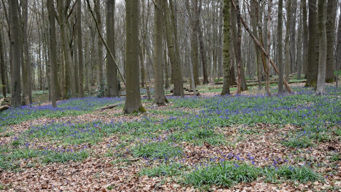 260403 Wandeling Geraardsbergen - "Boelarebos in bloei" 